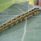 Schmetterling noch klein :)