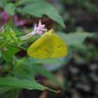 Schmetterling - noch mehr davon..