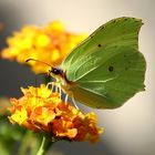 Schmetterling nochmal erwischt