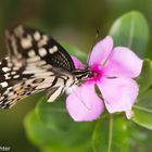 Schmetterling Nord Thailand Phrae