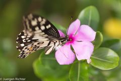 Schmetterling Nord Thailand Phrae