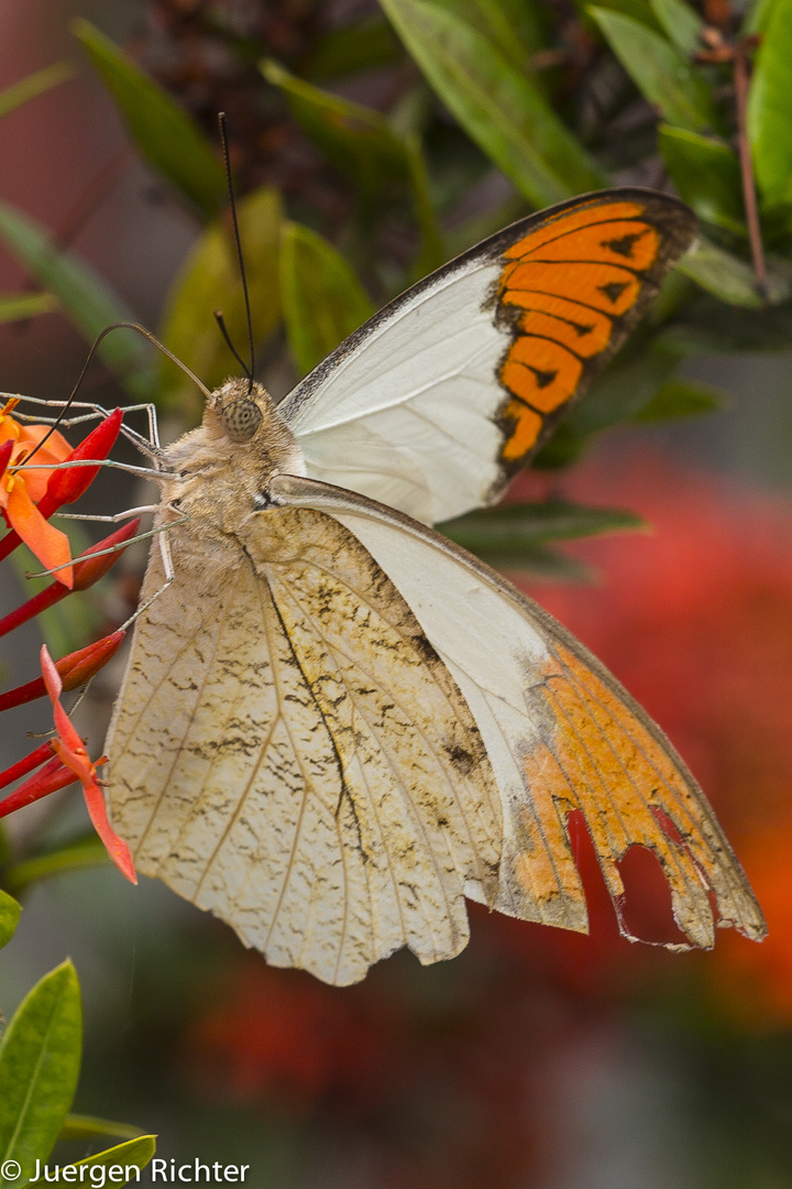 Schmetterling Nord Thailand Phrae