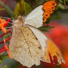 Schmetterling Nord Thailand Phrae