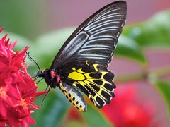 Schmetterling Nordthailand