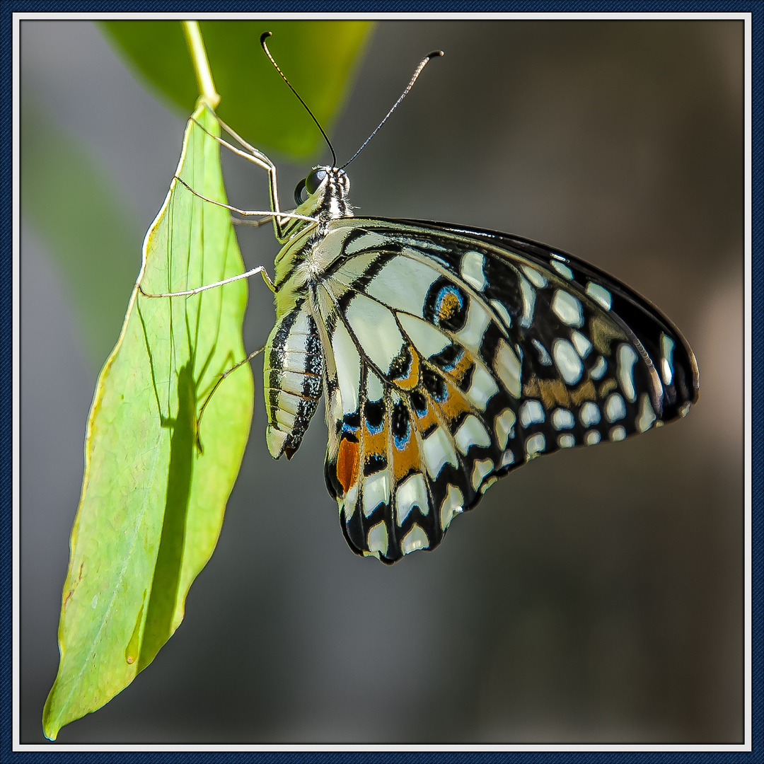 Schmetterling Nordthailand