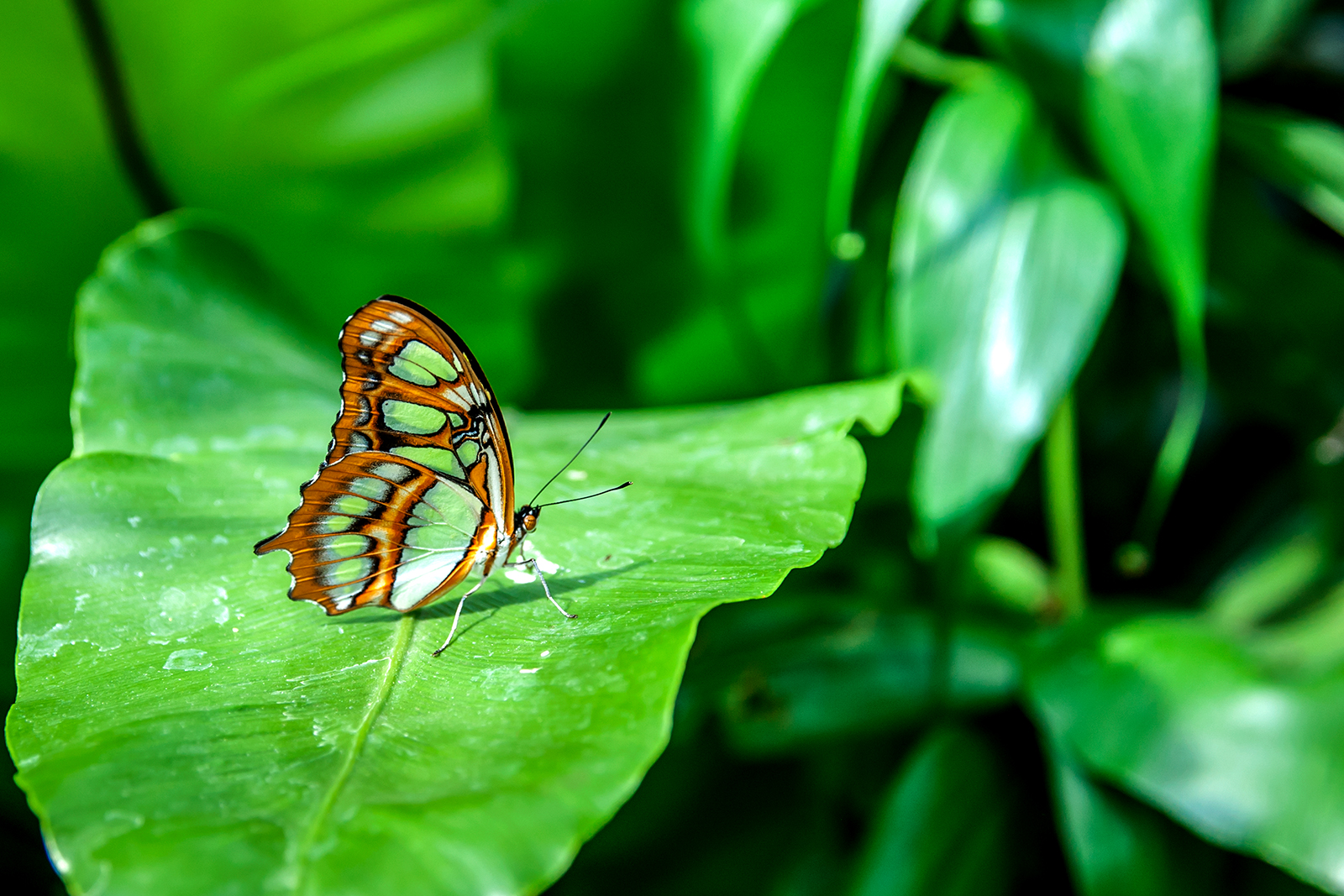 Schmetterling Nr 2