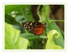 Schmetterling Nr. 2