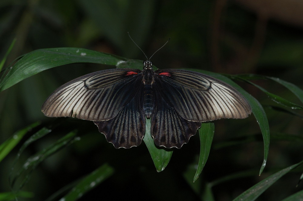 Schmetterling Nr.2