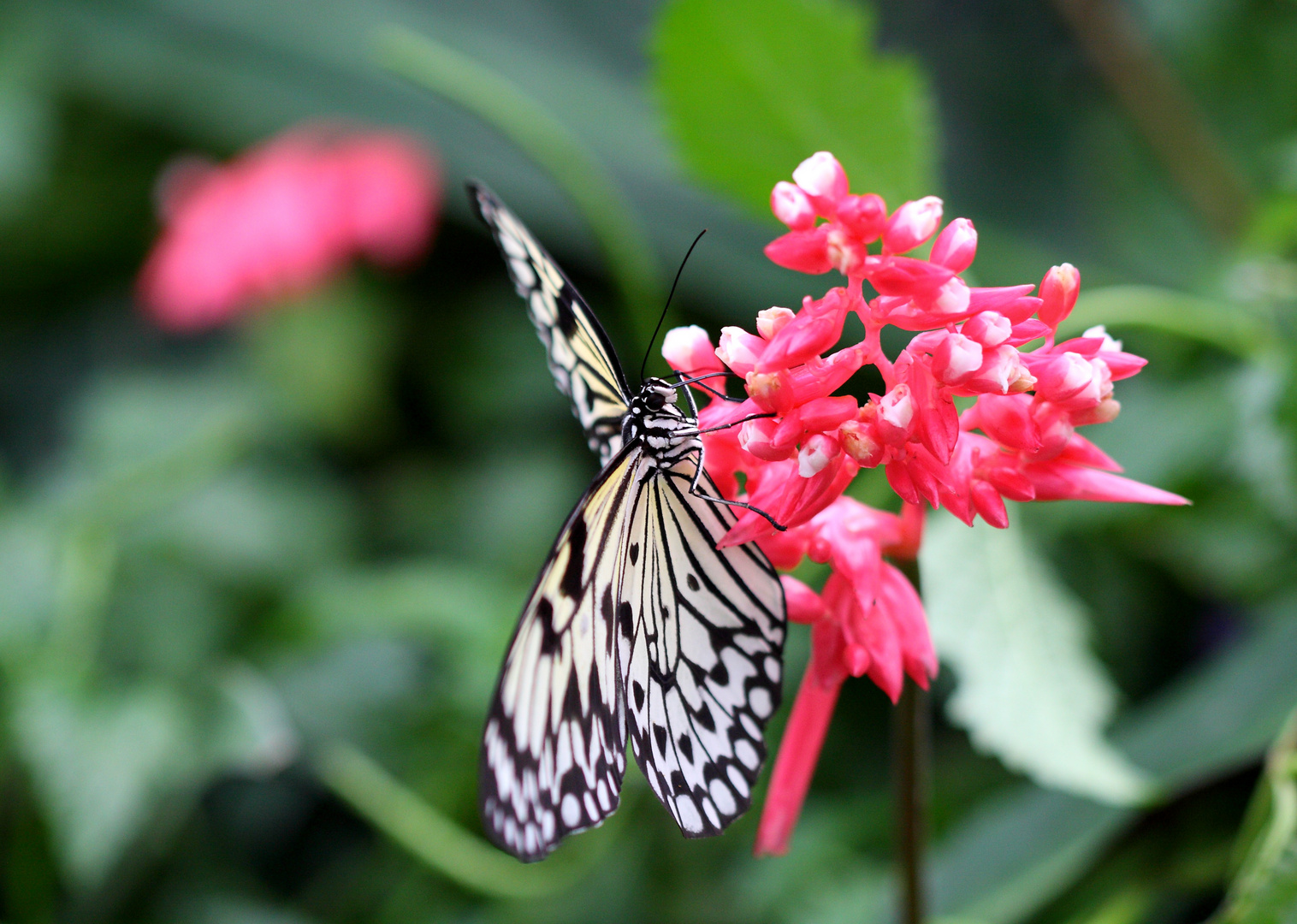 Schmetterling :o)