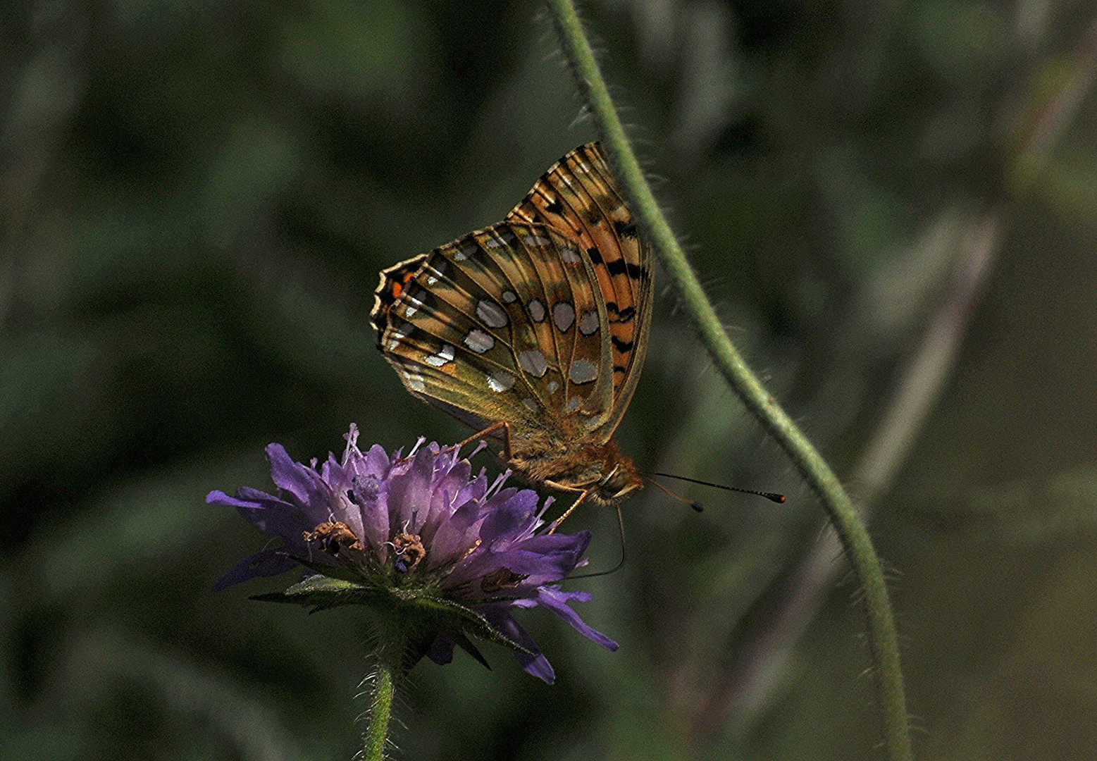 Schmetterling Oase