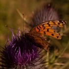 Schmetterling - ob der noch fliegt?