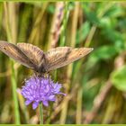 Schmetterling ... Ochsenauge