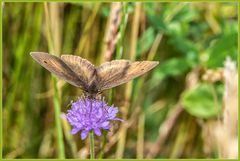 Schmetterling ... Ochsenauge