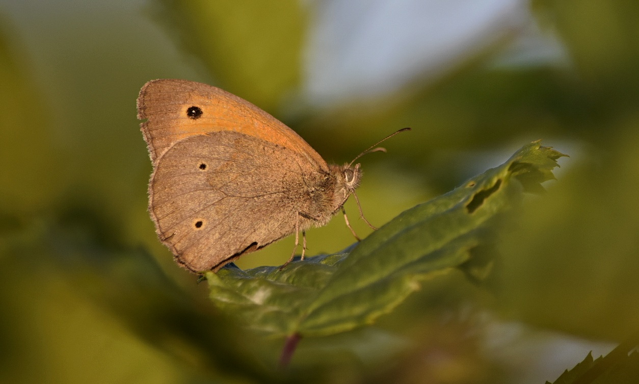 Schmetterling Ochsenauge