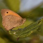 Schmetterling Ochsenauge