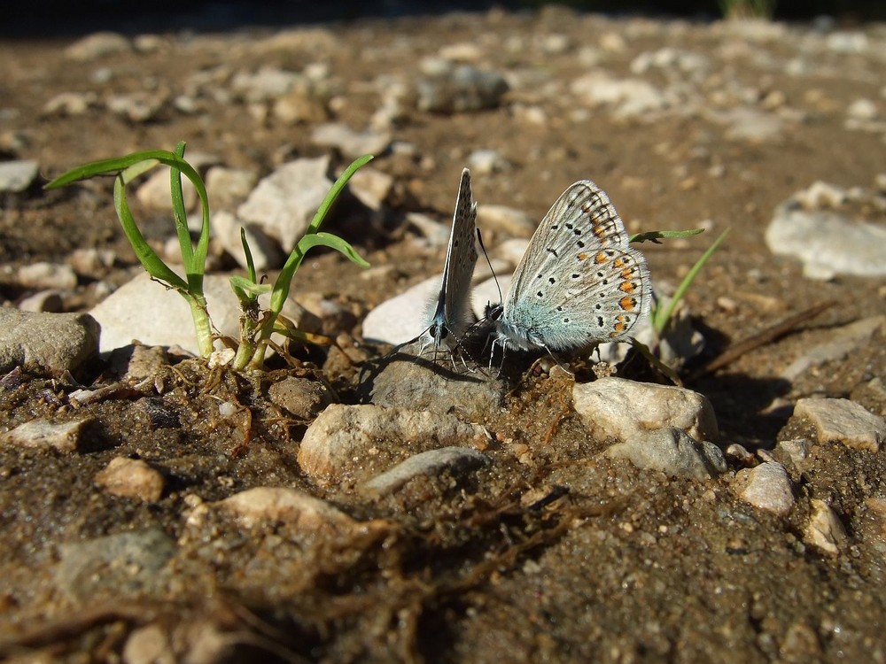 Schmetterling oder Alien?