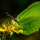 Schmetterling oder Blattgrün?