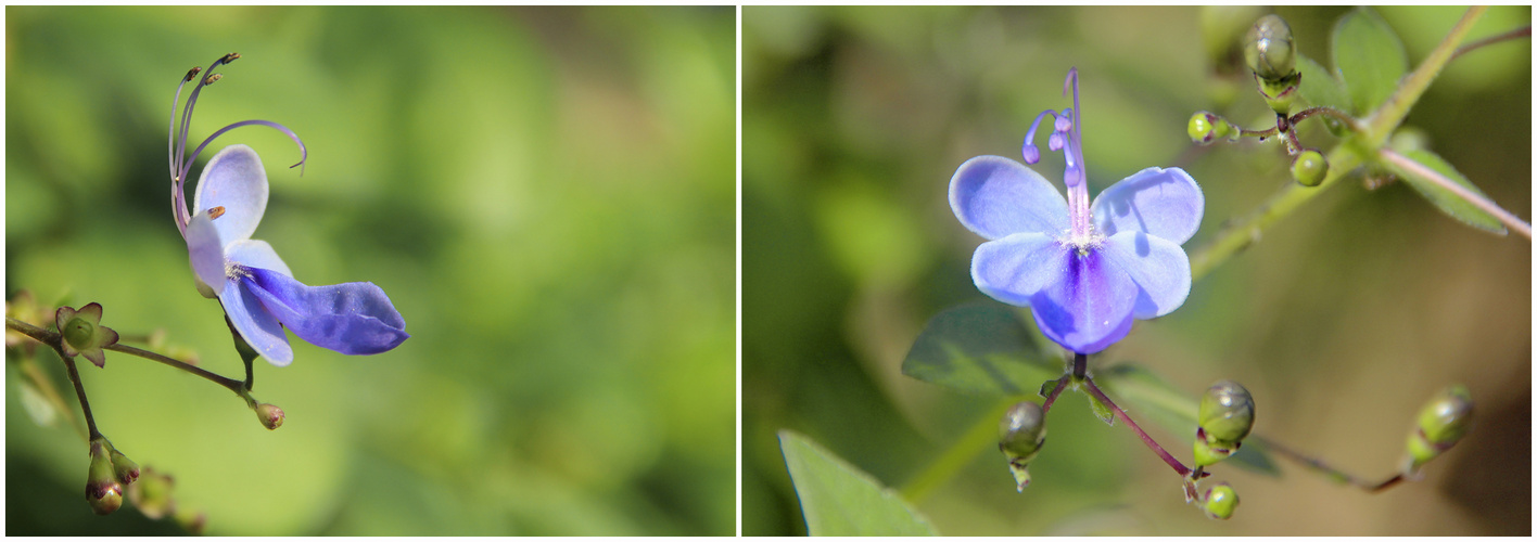 Schmetterling oder Blume ...?