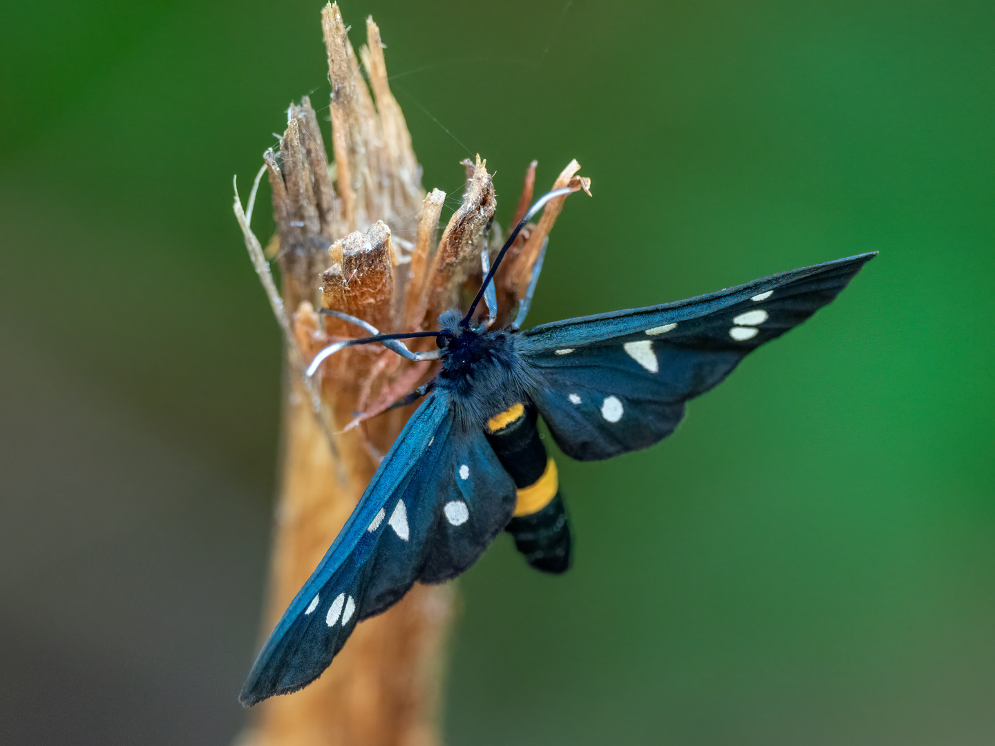 Schmetterling? oder doch eher eine Wespenart?