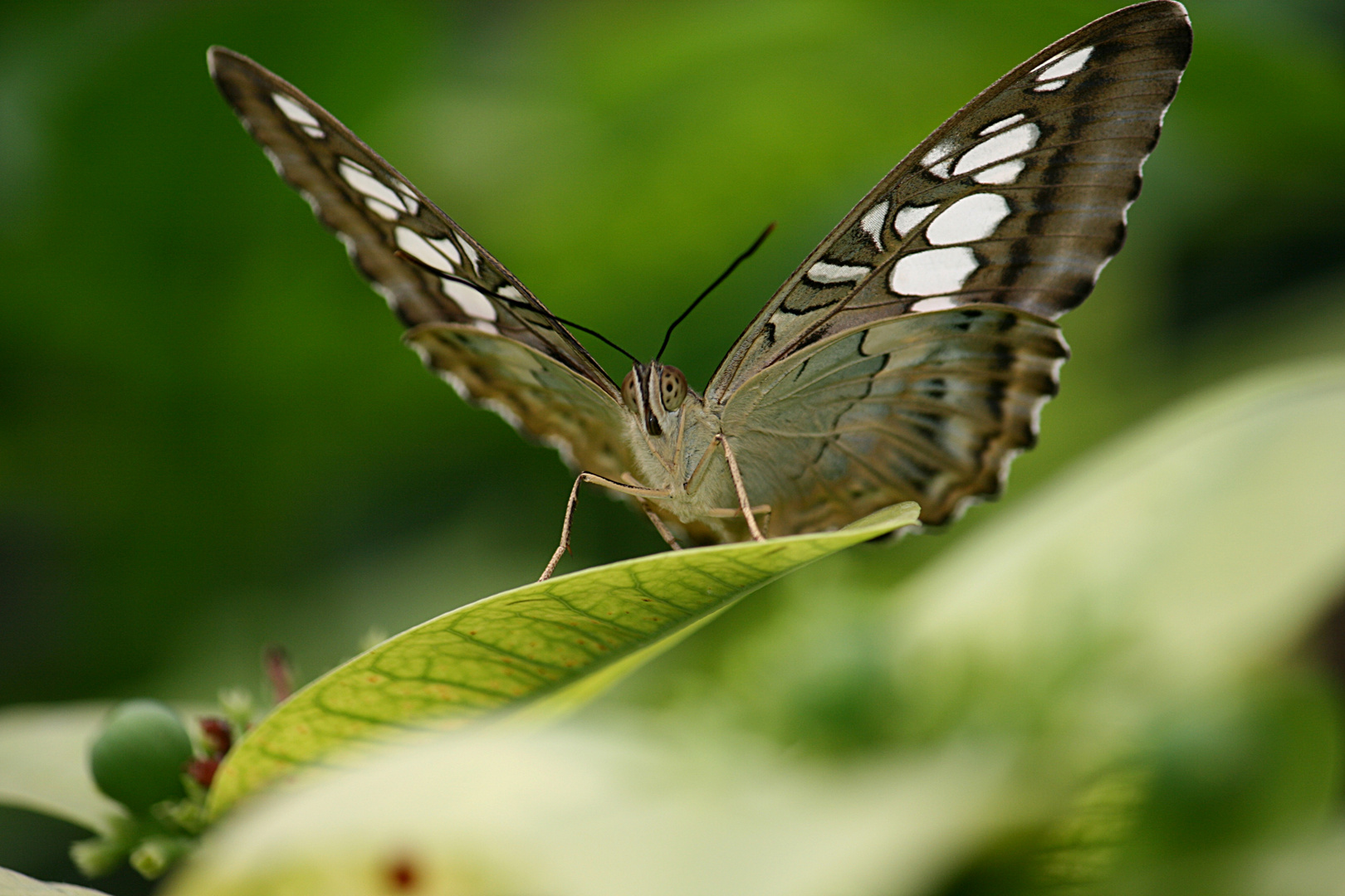 Schmetterling oder Falter ? (1/3)