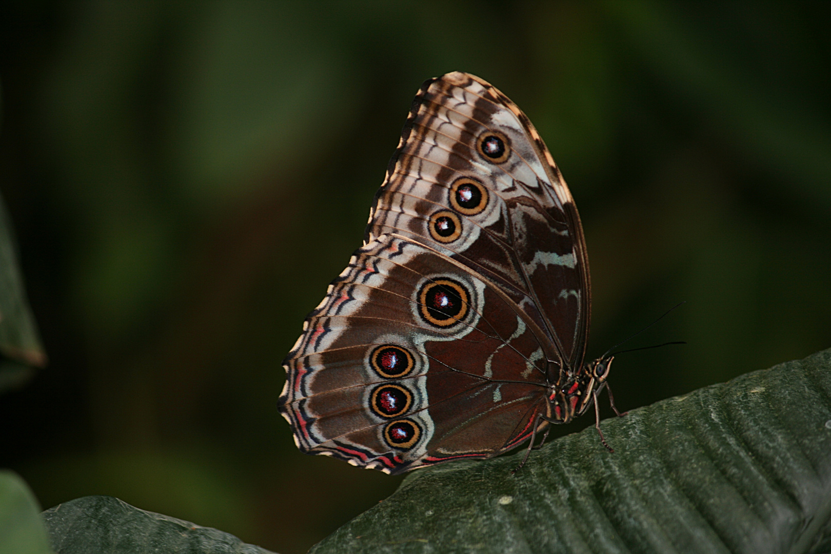 Schmetterling oder Falter ? (2/3)