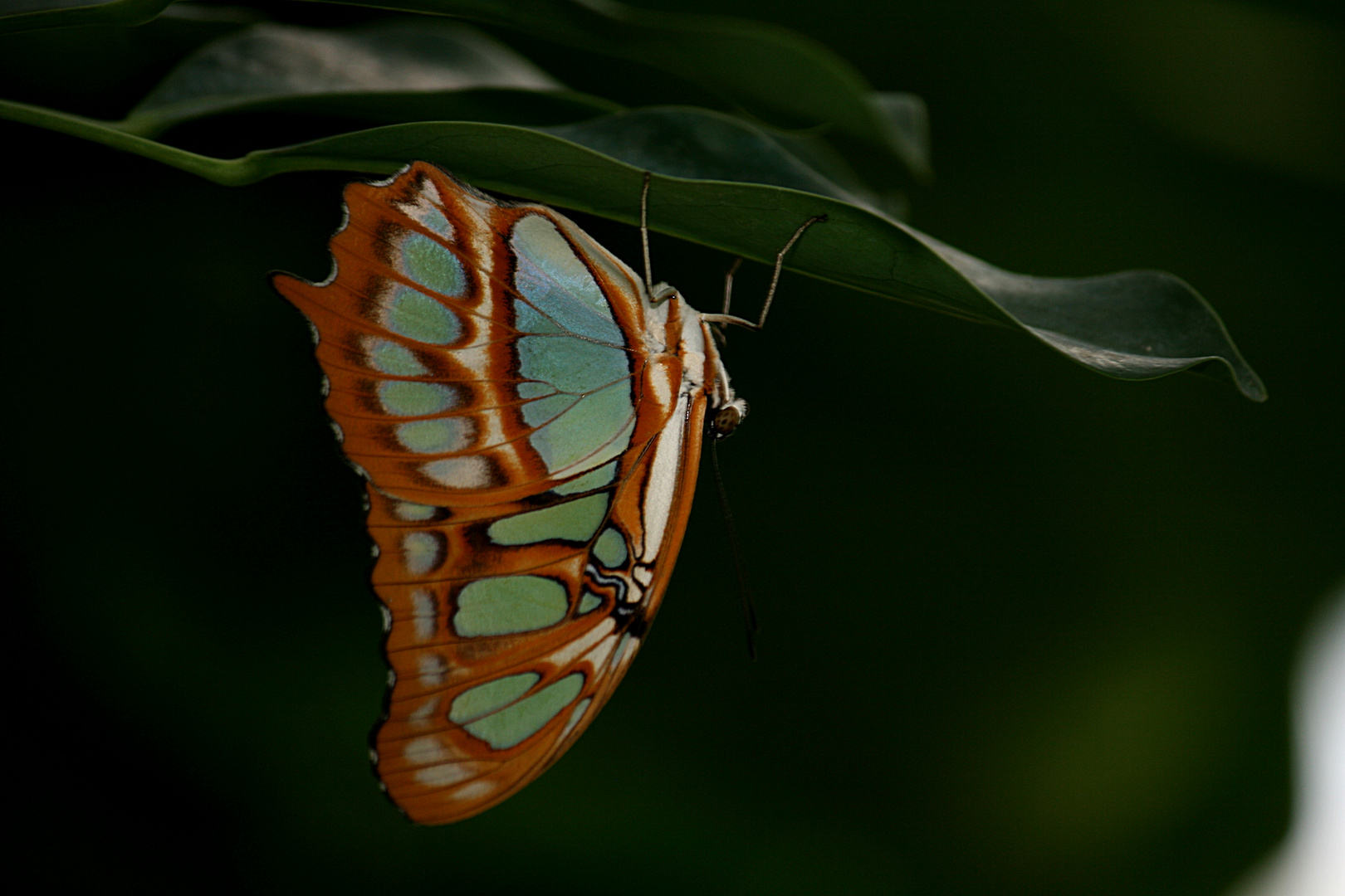 Schmetterling oder Falter ? (3/3)