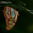 Schmetterling oder Falter ? (3/3)