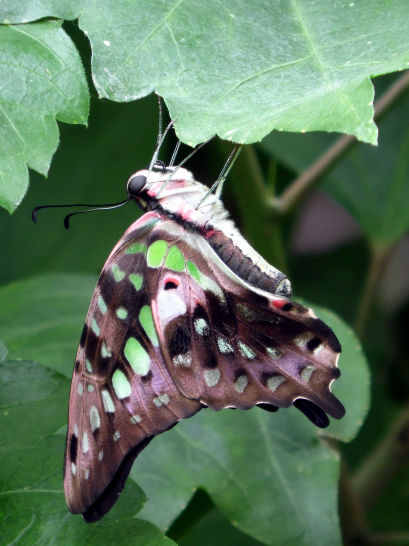 Schmetterling oder Fledermaus? ;-)