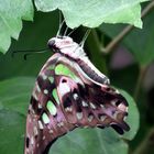 Schmetterling oder Fledermaus? ;-)