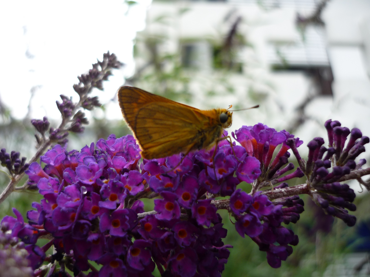 Schmetterling oder son Vieh