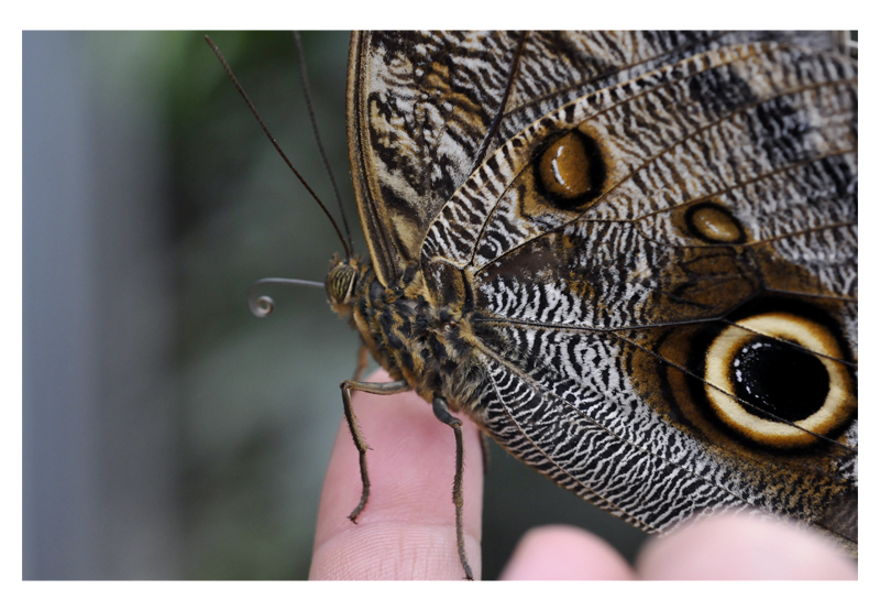 Schmetterling oder Tiger?