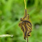 Schmetterling oder Vogelfutter