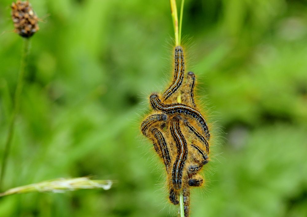 Schmetterling oder Vogelfutter