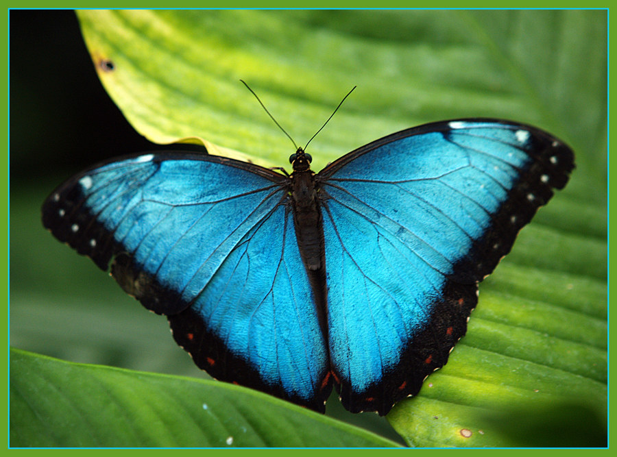 Schmetterling, offensichtlich blau.....