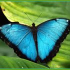 Schmetterling, offensichtlich blau.....