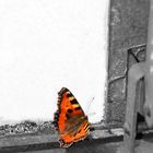 Schmetterling ohne Aussicht