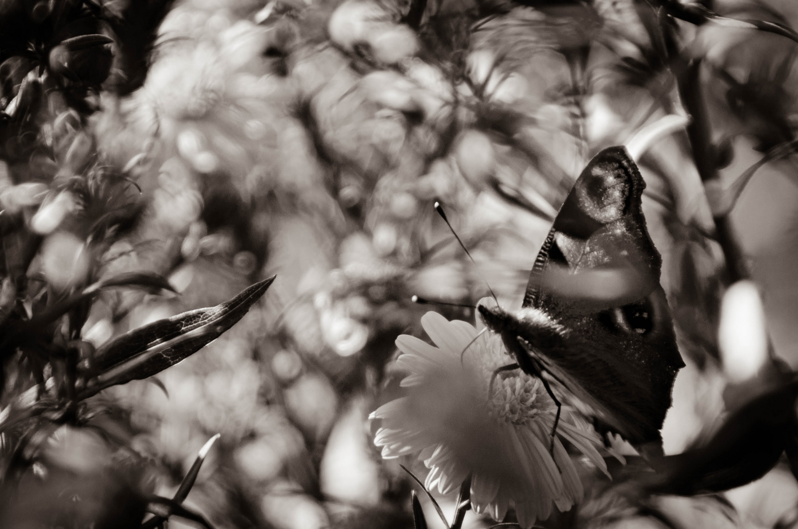 Schmetterling ohne Farbe