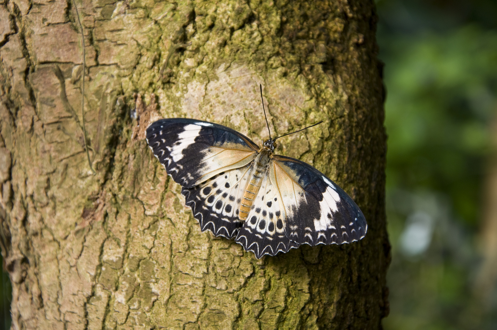 Schmetterling - ohne Namen