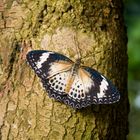 Schmetterling - ohne Namen