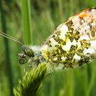 Schmetterling ohne Namen