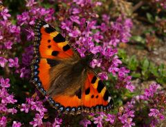 Schmetterling ohne Namen...kleiner Fuchs, jetzt nicht mehr ohne Namen