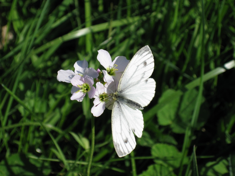 Schmetterling on Tour