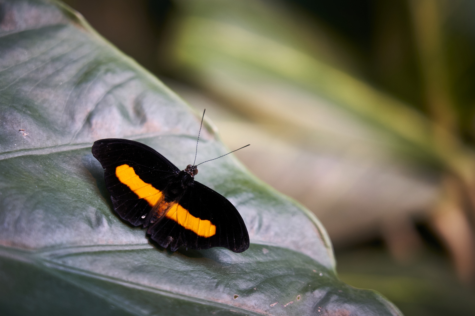 Schmetterling orange