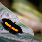 Schmetterling orange