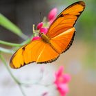 Schmetterling orange