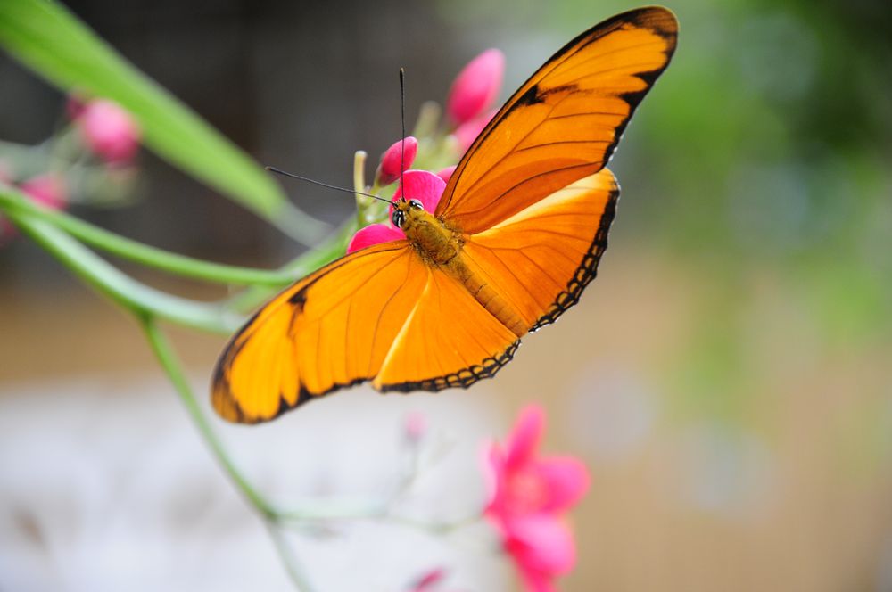 Schmetterling orange