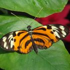 Schmetterling orange