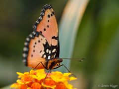 Schmetterling orange