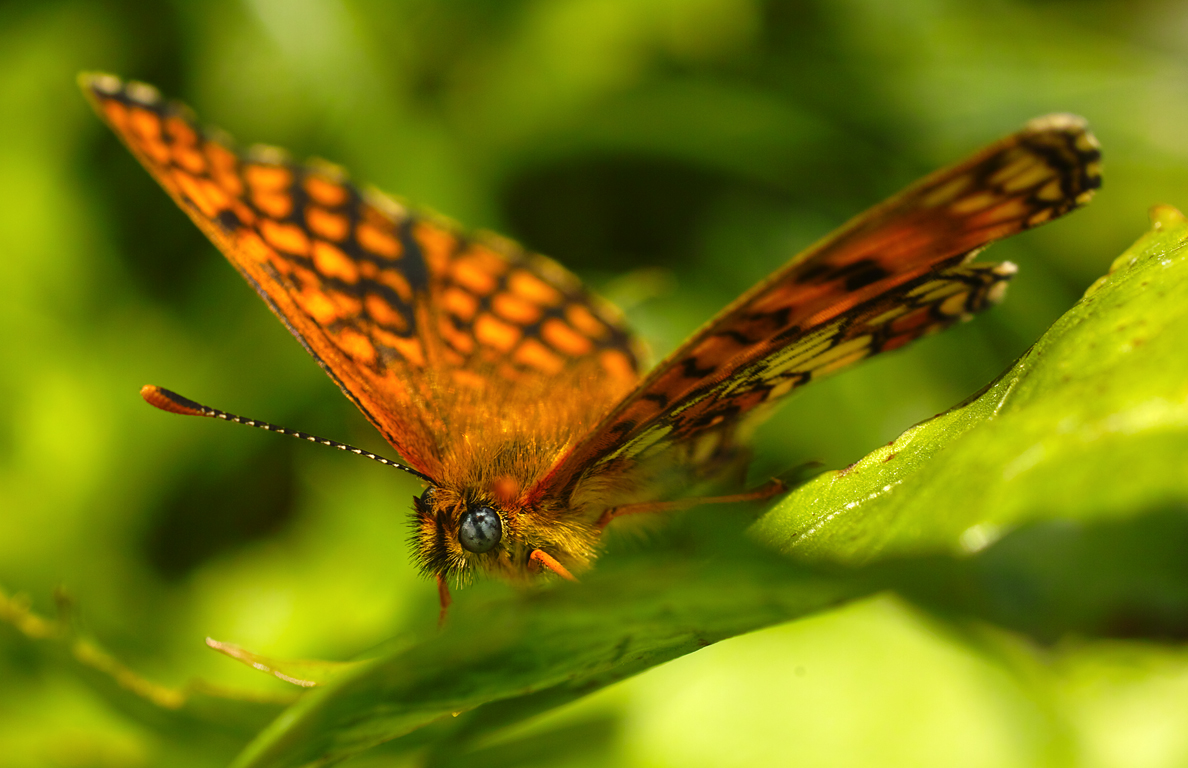 Schmetterling orange