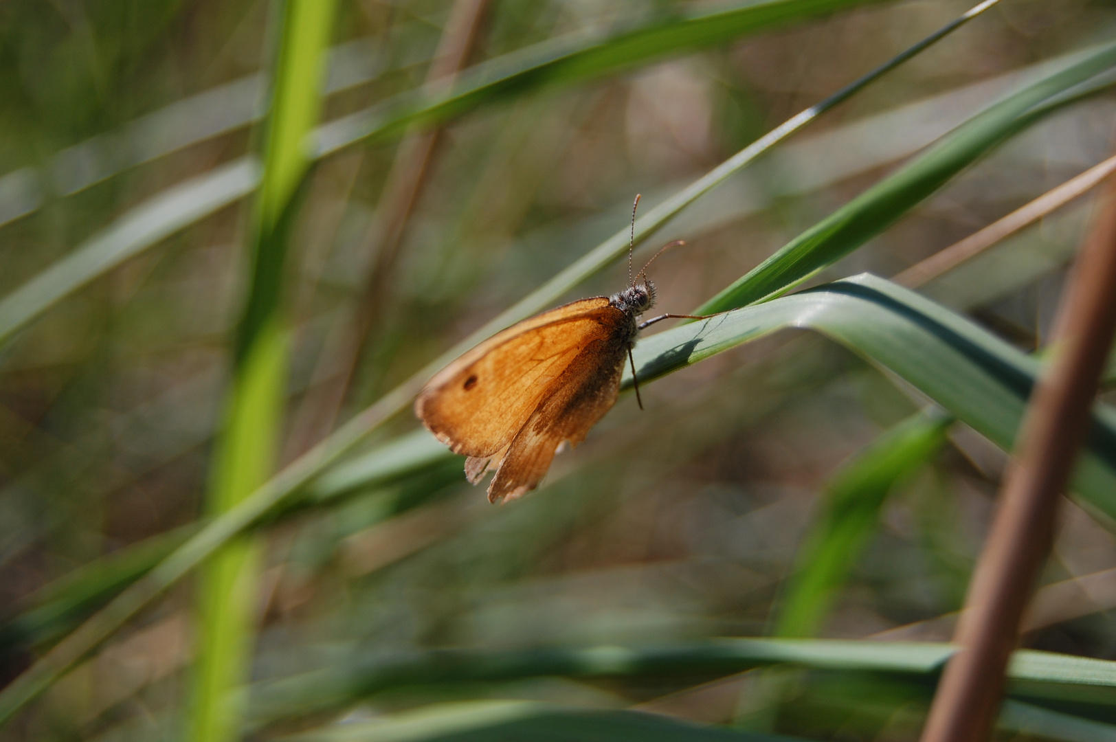 Schmetterling orange